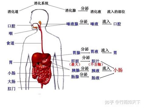 女胃位置|女性的胃在哪个位置